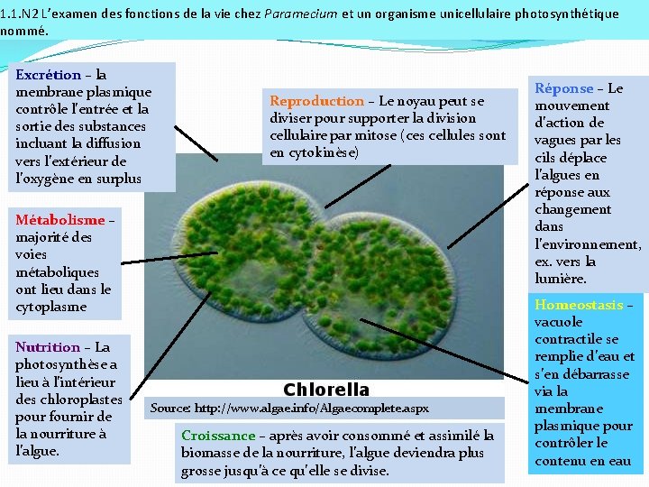 1. 1. N 2 L’examen des fonctions de la vie chez Paramecium et un