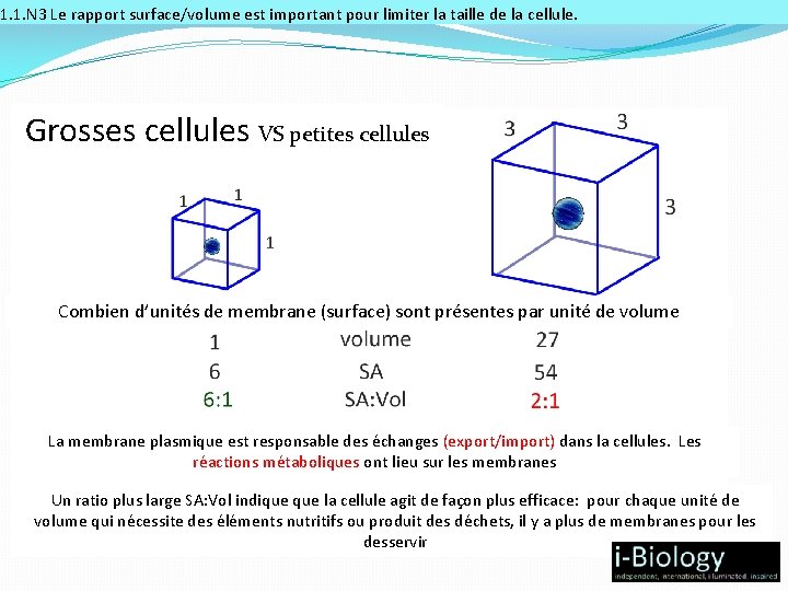 1. 1. N 3 Le rapport surface/volume est important pour limiter la taille de
