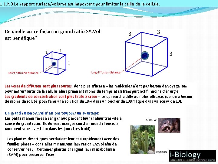 1. 1. N 3 Le rapport surface/volume est important pour limiter la taille de