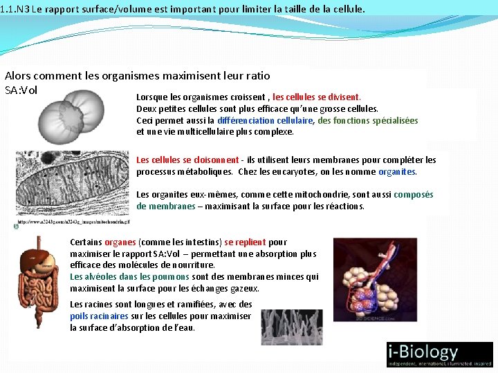 1. 1. N 3 Le rapport surface/volume est important pour limiter la taille de