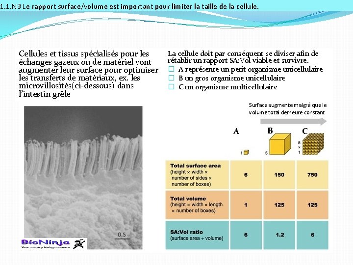 1. 1. N 3 Le rapport surface/volume est important pour limiter la taille de