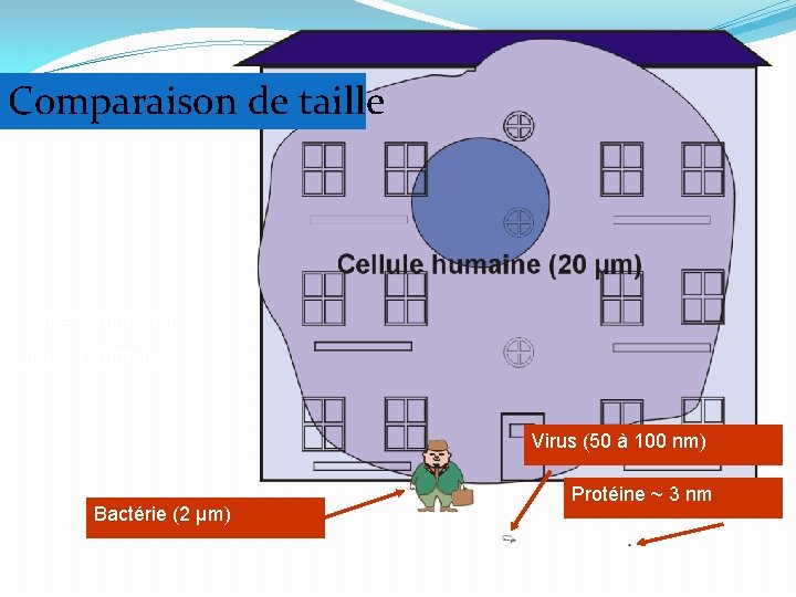 Comparaison de taille 1 µm = 1/1000 mm 1 nm = 1/1000 µm Virus