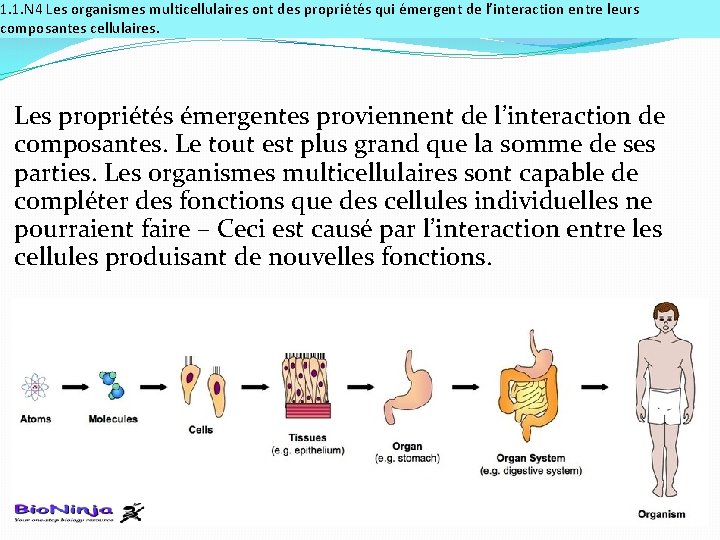 1. 1. N 4 Les organismes multicellulaires ont des propriétés qui émergent de l’interaction