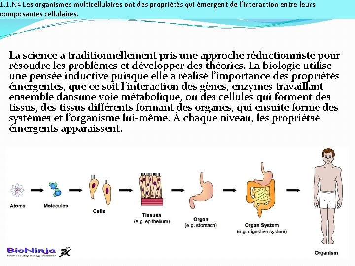 1. 1. N 4 Les organismes multicellulaires ont des propriétés qui émergent de l’interaction