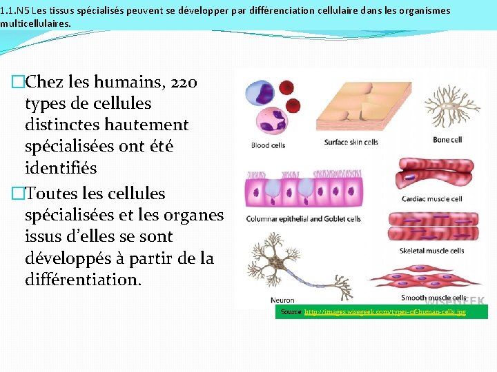 1. 1. N 5 Les tissus spécialisés peuvent se développer par différenciation cellulaire dans