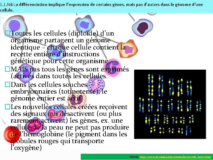1. 1. N 6 La différenciation implique l’expression de certains gènes, mais pas d’autres