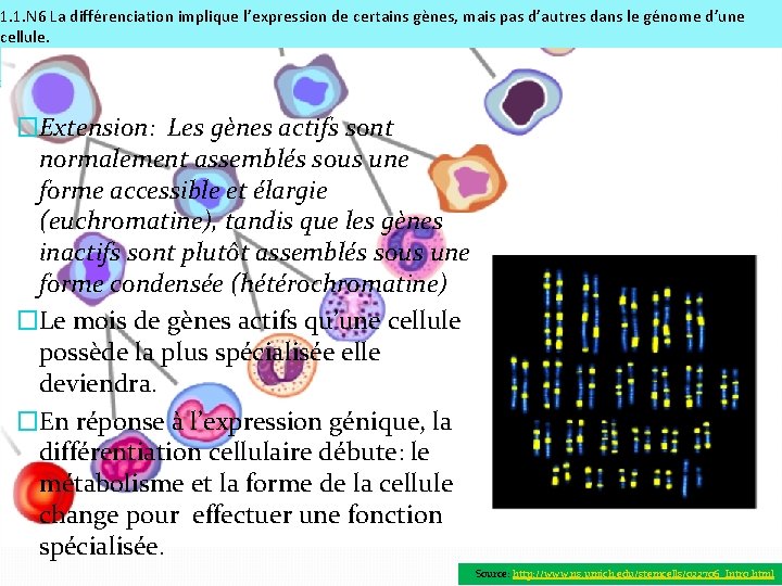 1. 1. N 6 La différenciation implique l’expression de certains gènes, mais pas d’autres