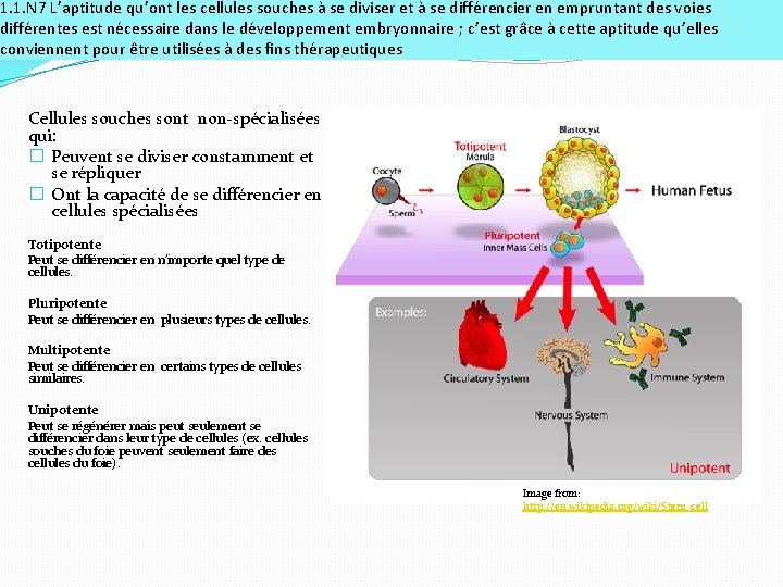 1. 1. N 7 L’aptitude qu’ont les cellules souches à se diviser et à