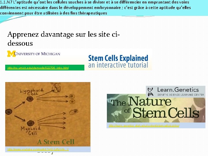 1. 1. N 7 L’aptitude qu’ont les cellules souches à se diviser et à