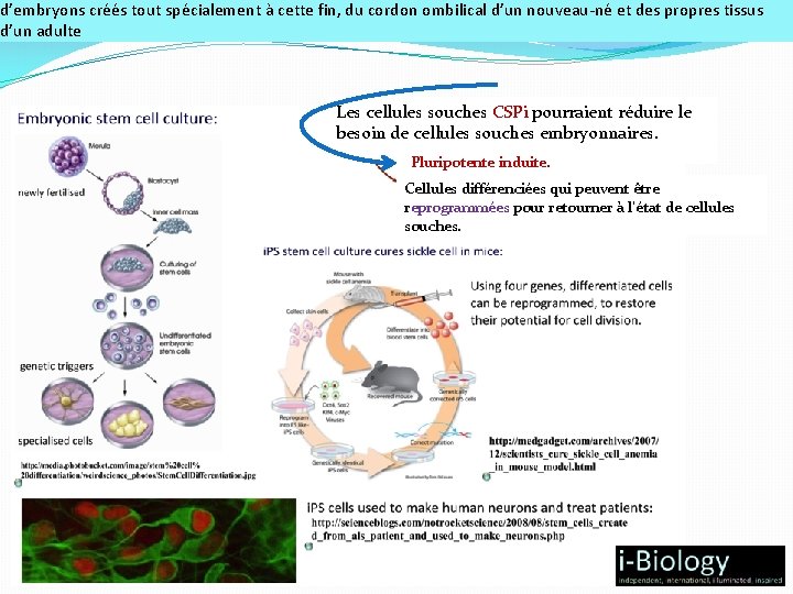 d’embryons créés tout spécialement à cette fin, du cordon ombilical d’un nouveau-né et des