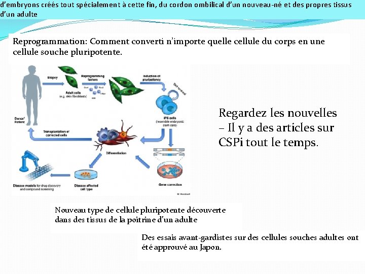 d’embryons créés tout spécialement à cette fin, du cordon ombilical d’un nouveau-né et des