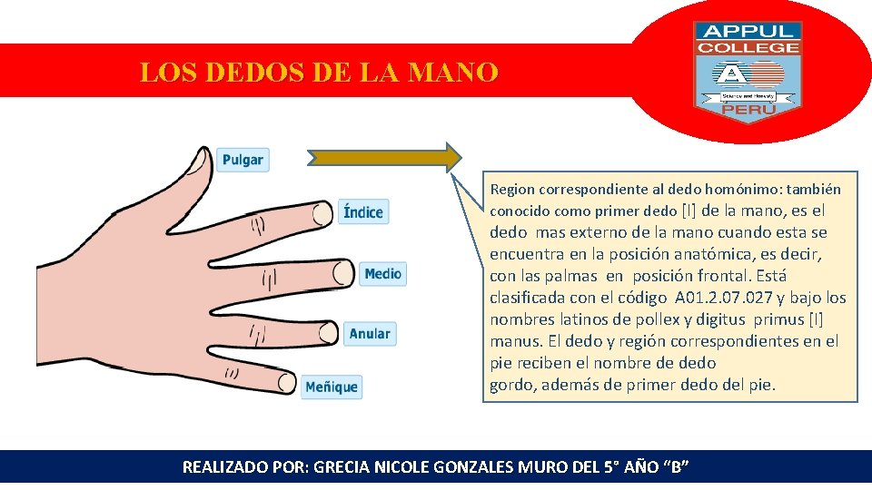 LOS DEDOS DE LA MANO Region correspondiente al dedo homónimo: también conocido como primer