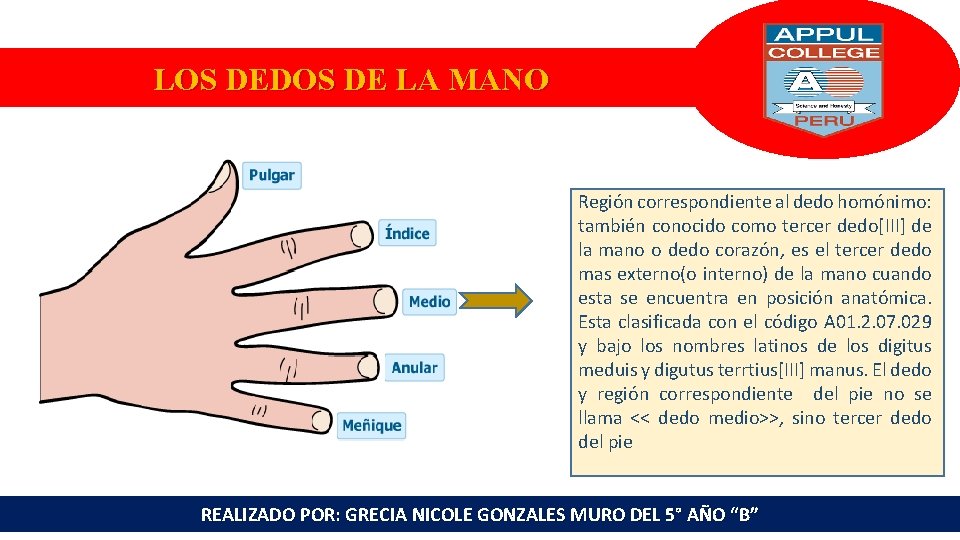 LOS DEDOS DE LA MANO Región correspondiente al dedo homónimo: también conocido como tercer