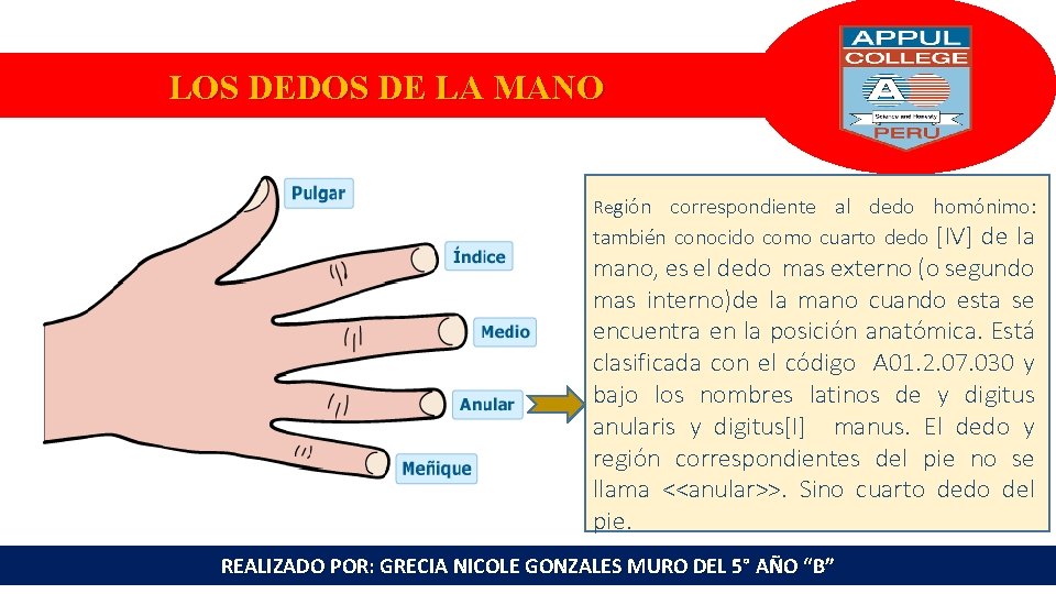 LOS DEDOS DE LA MANO Región correspondiente al dedo homónimo: [IV] de la mano,