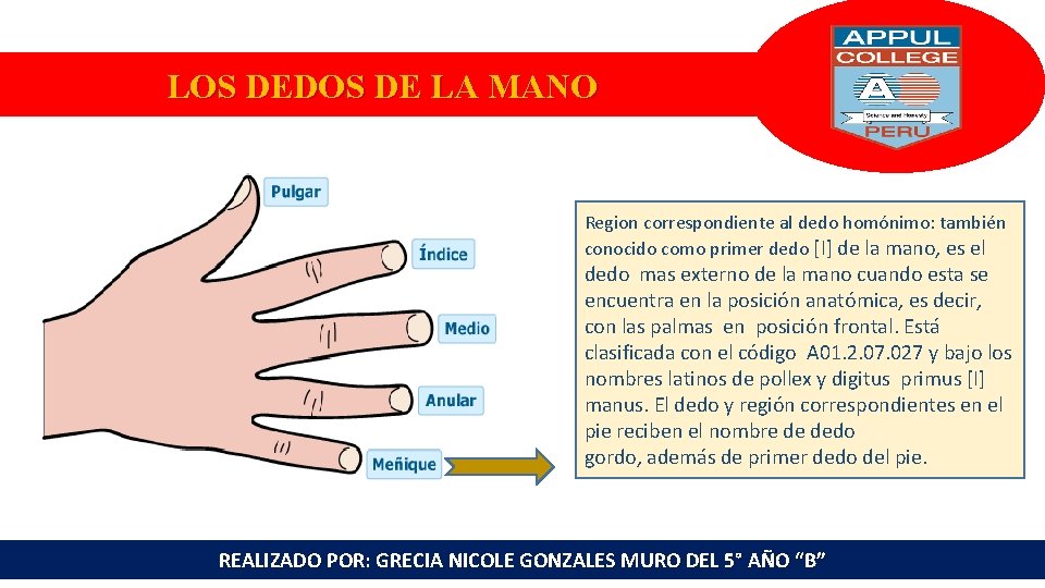 LOS DEDOS DE LA MANO Region correspondiente al dedo homónimo: también conocido como primer