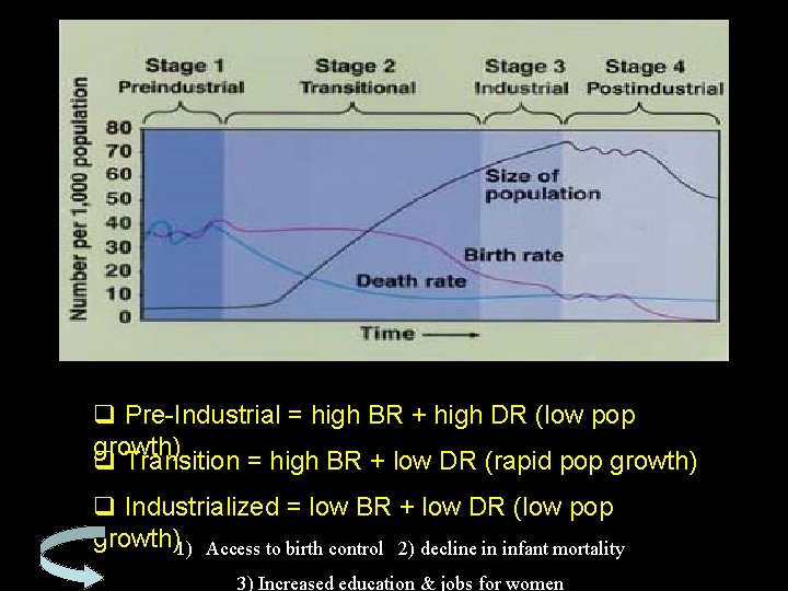 q Pre-Industrial = high BR + high DR (low pop growth) q Transition =
