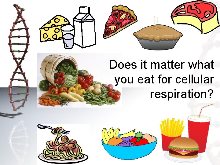 Does it matter what you eat for cellular respiration? 