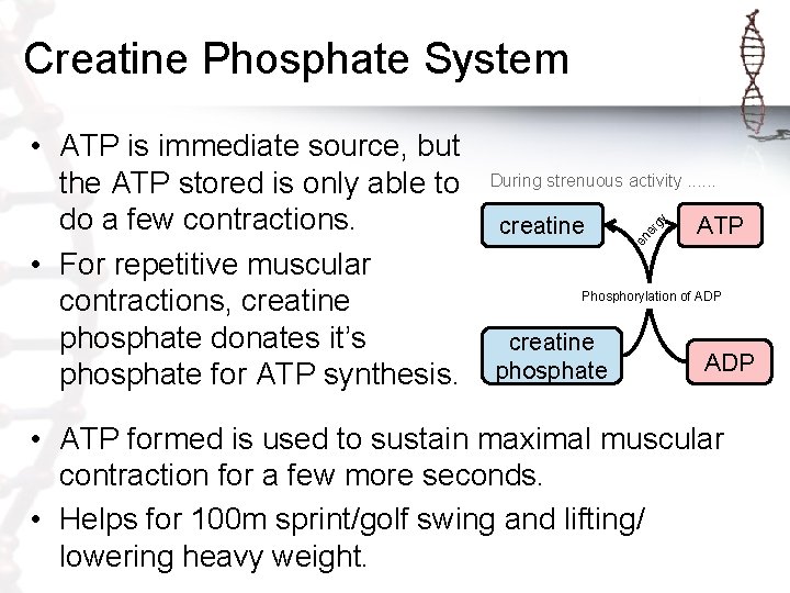 Creatine Phosphate System creatine er gy During strenuous activity. . . en • ATP