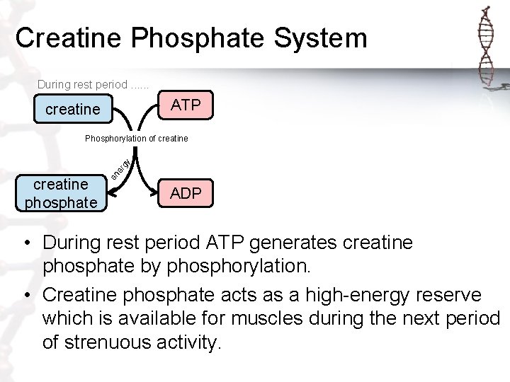 Creatine Phosphate System During rest period. . . ATP creatine phosphate en er gy