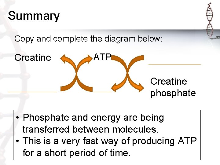 Summary Copy and complete the diagram below: Creatine ATP Creatine phosphate • Phosphate and