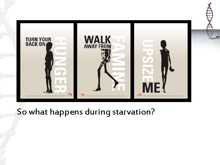 So what happens during starvation? 