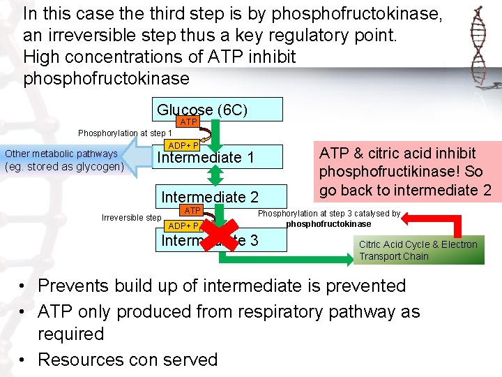 In this case third step is by phosphofructokinase, an irreversible step thus a key