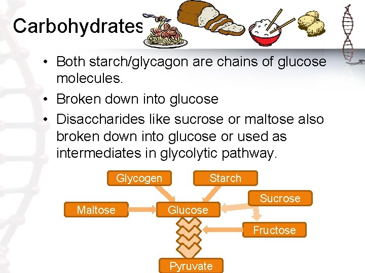 Carbohydrates • Both starch/glycagon are chains of glucose molecules. • Broken down into glucose
