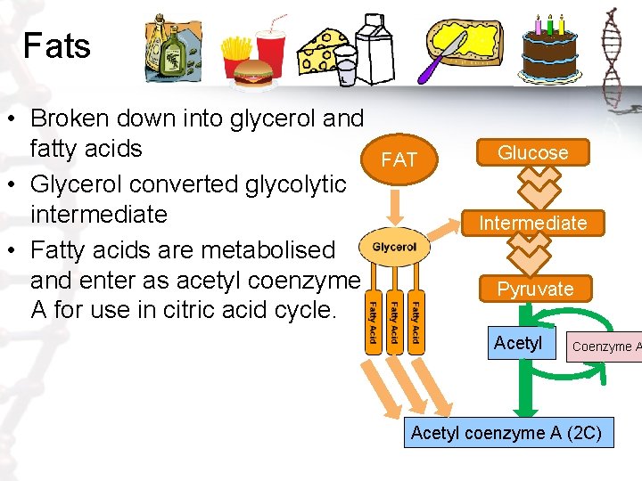 Fats • Broken down into glycerol and fatty acids • Glycerol converted glycolytic intermediate