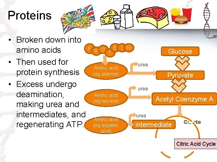 Proteins • Broken down into E P amino acids R O T • Then