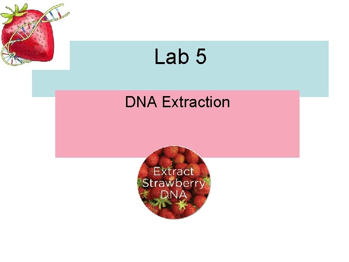 Lab 5 DNA Extraction 