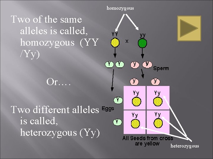 homozygous Two of the same alleles is called, homozygous (YY /Yy) Or…. Two different homozygous Two of the same alleles is called, homozygous (YY /Yy) Or…. Two different