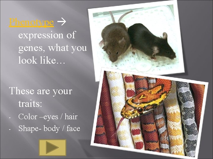Phenotype expression of genes, what you look like… These are your traits: - Color Phenotype expression of genes, what you look like… These are your traits: - Color