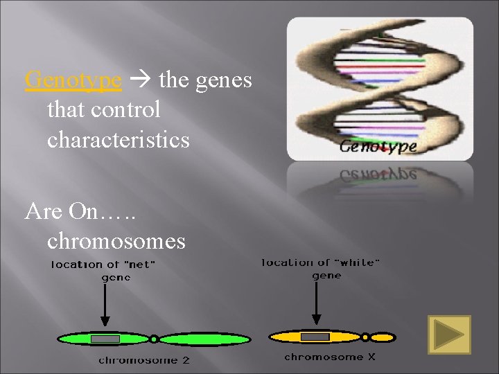 Genotype the genes that control characteristics Are On…. . chromosomes Genotype the genes that control characteristics Are On…. . chromosomes