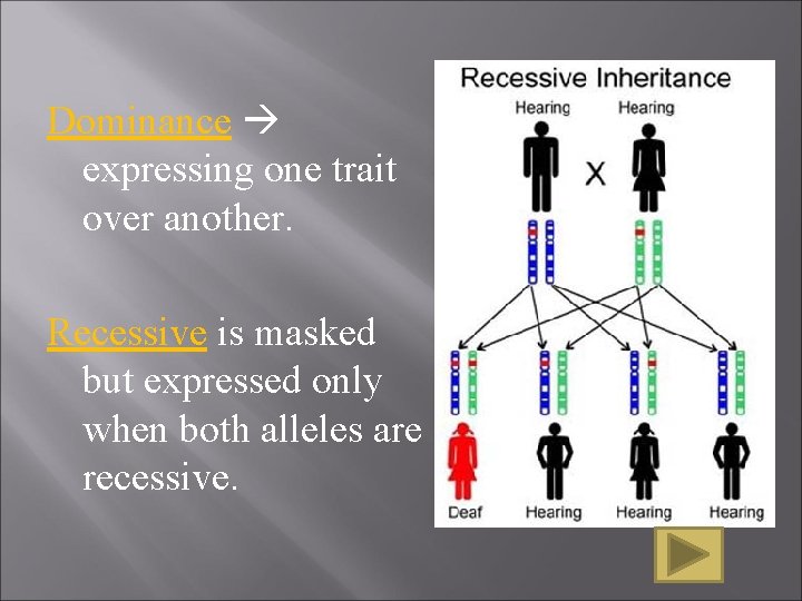 Dominance expressing one trait over another. Recessive is masked but expressed only when both Dominance expressing one trait over another. Recessive is masked but expressed only when both
