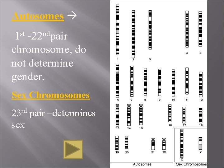 Autosomes 1 st -22 ndpair chromosome, do not determine gender, Sex Chromosomes 23 rd Autosomes 1 st -22 ndpair chromosome, do not determine gender, Sex Chromosomes 23 rd