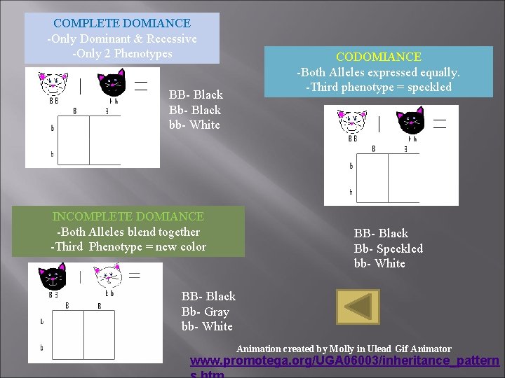 COMPLETE DOMIANCE -Only Dominant & Recessive -Only 2 Phenotypes BB- Black Bb- Black bb- COMPLETE DOMIANCE -Only Dominant & Recessive -Only 2 Phenotypes BB- Black Bb- Black bb-