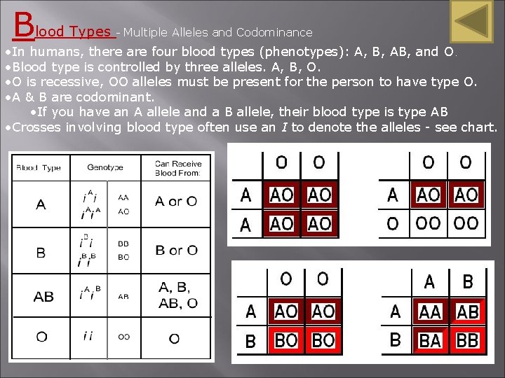 Blood Types - Multiple Alleles and Codominance • In humans, there are four blood Blood Types - Multiple Alleles and Codominance • In humans, there are four blood