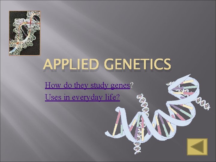 APPLIED GENETICS How do they study genes? Uses in everyday life? APPLIED GENETICS How do they study genes? Uses in everyday life?