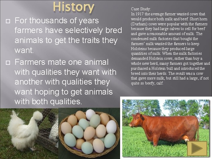 History For thousands of years farmers have selectively bred animals to get the traits History For thousands of years farmers have selectively bred animals to get the traits