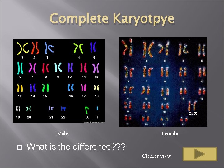 Complete Karyotpye x x Male Female What is the difference? ? ? Clearer view Complete Karyotpye x x Male Female What is the difference? ? ? Clearer view