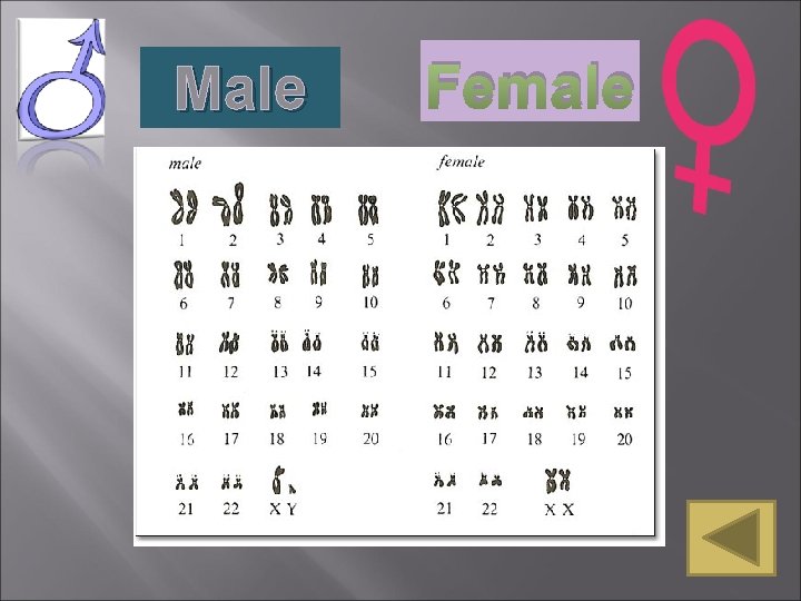 Male Female Male Female