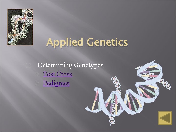 Applied Genetics Determining Genotypes Test Cross Pedigrees Applied Genetics Determining Genotypes Test Cross Pedigrees