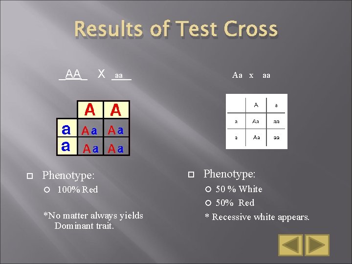 Results of Test Cross aa _AA_ X ___ Phenotype: 100% Red *No matter always Results of Test Cross aa _AA_ X ___ Phenotype: 100% Red *No matter always