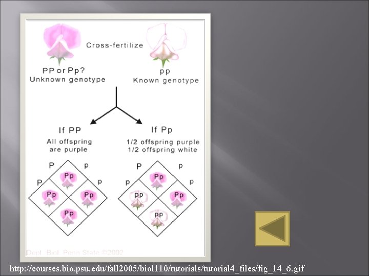 http: //courses. bio. psu. edu/fall 2005/biol 110/tutorials/tutorial 4_files/fig_14_6. gif http: //courses. bio. psu. edu/fall 2005/biol 110/tutorials/tutorial 4_files/fig_14_6. gif