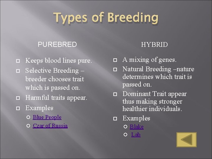 Types of Breeding PUREBRED Keeps blood lines pure. Selective Breeding – breeder chooses trait Types of Breeding PUREBRED Keeps blood lines pure. Selective Breeding – breeder chooses trait