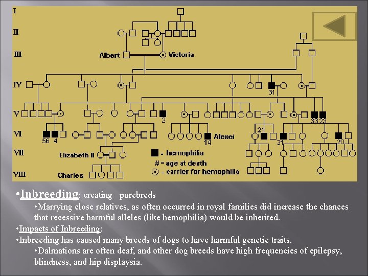 • Inbreeding: creating purebreds • Marrying close relatives, as often occurred in royal • Inbreeding: creating purebreds • Marrying close relatives, as often occurred in royal