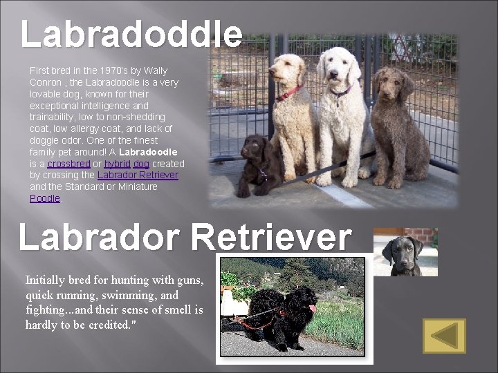 Labradoddle First bred in the 1970’s by Wally Conron , the Labradoodle is a Labradoddle First bred in the 1970’s by Wally Conron , the Labradoodle is a