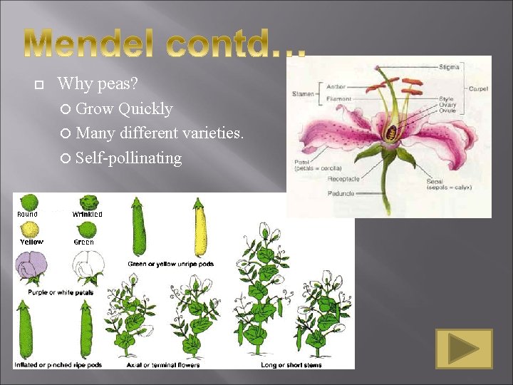 Why peas? Grow Quickly Many different varieties. Self-pollinating Why peas? Grow Quickly Many different varieties. Self-pollinating