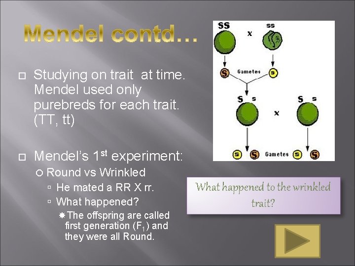 Studying on trait at time. Mendel used only purebreds for each trait. (TT, Studying on trait at time. Mendel used only purebreds for each trait. (TT,