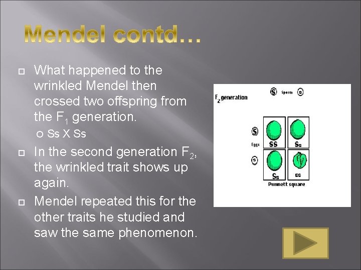 What happened to the wrinkled Mendel then crossed two offspring from the F What happened to the wrinkled Mendel then crossed two offspring from the F